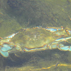 Blue crab