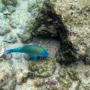 Star-Eyed Parrotfish