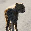 Cheetah