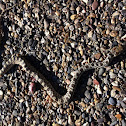 Bull snake