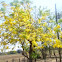Cassia fistula