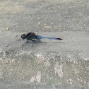 Blue Marsh Hawk (Male)