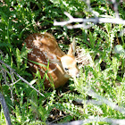 White tailed deer