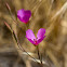 Farewell To Spring Clarkia
