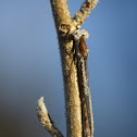 Common Winter Damselfly