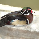 pato de florida