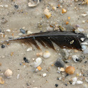 feather
