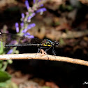 Damsel Fly