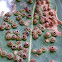 ? Eucalyptus scale gall