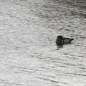 Wood Duck