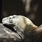 Komodo Dragon
