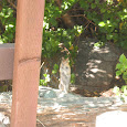 California Native Mammals