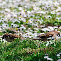 Eurasian Tree Sparrow, gorrión molinero