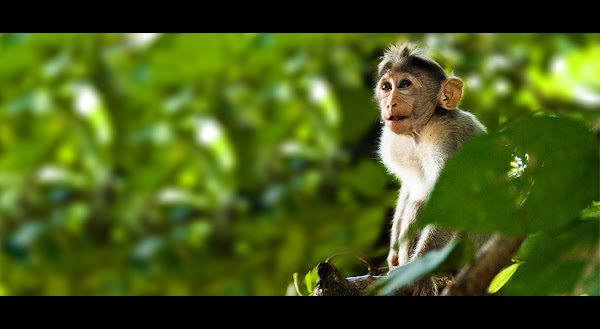 Monkey | Project Noah