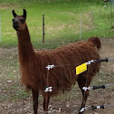 Lama
