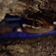 Southeastern Five-lined Skink