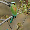 Turquoise-browed Motmot