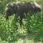 Indian Elephant