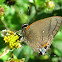 Fulvous Hairstreak
