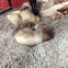 Ferret