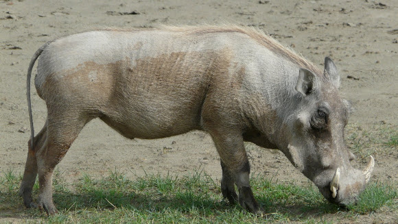 Spotting Image 1