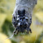 Araña orbitela de las chumberas