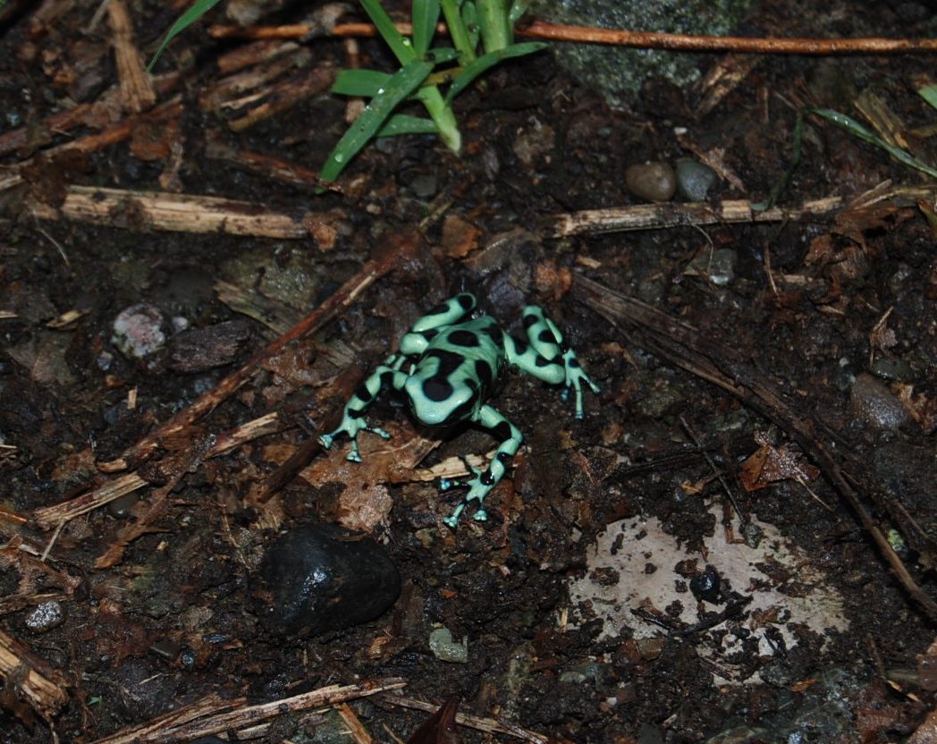 Green and Black Poison Dart Frog