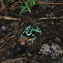 Green and Black Poison Dart Frog