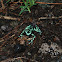 Green and Black Poison Dart Frog