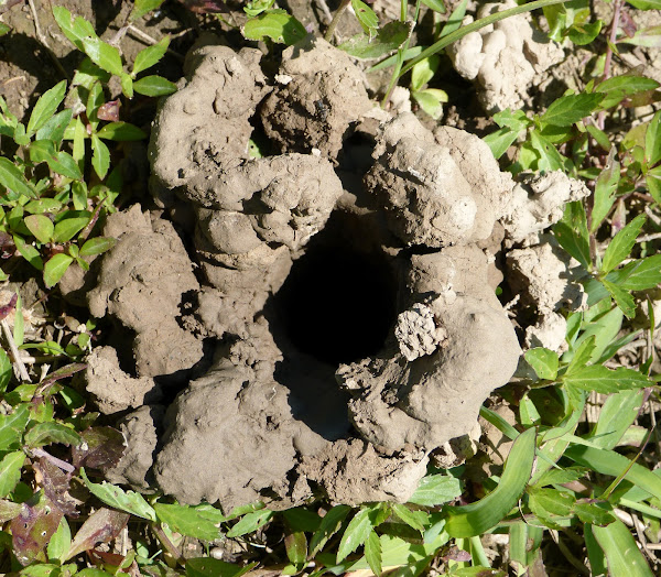 Crawdad (hole) Project Noah