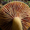 Cortinarius