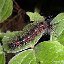 Moth Caterpillar