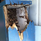 Nest