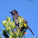 Cape Bulbul