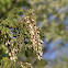 black locust