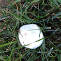 Giant puffball