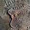 Southern Blind snake