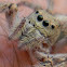 jumping spider