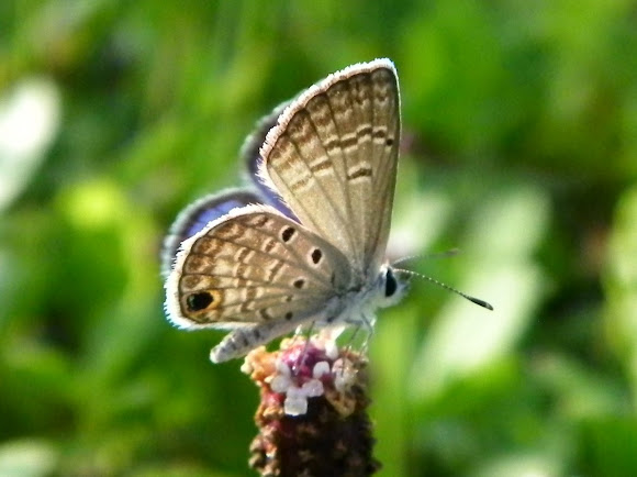 Spotting Image 1