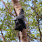 Black Flying-fox
