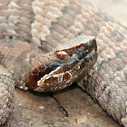 Cottonmouth