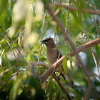 Cedar Waxwing