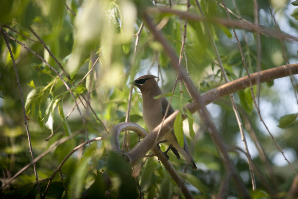 Spotting Image 1