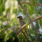 Cedar Waxwing