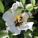 Bumble bee