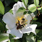 Bumble bee