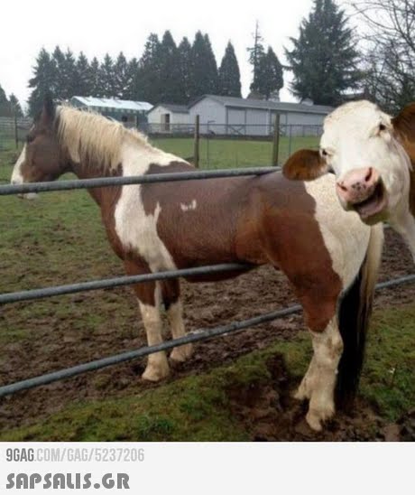 9GAG COM/GAG/5237206 