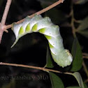 HawkMoth Caterpillar