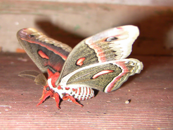 Spotting Image 1