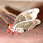 Cecropia Moth